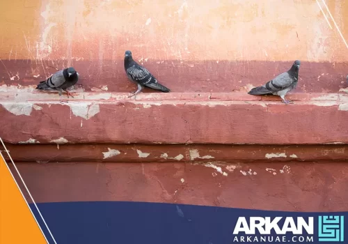 أرخص شركة مكافحة الحمام في دبي