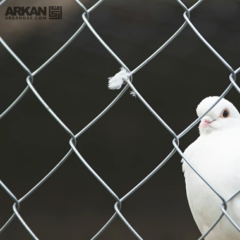 شركة مكافحة الحمام في دبي