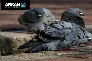 شركة مكافحة الحمام في الشارقة