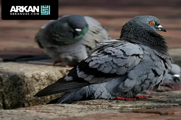 شركة مكافحة الحمام في الشارقة