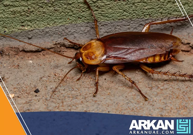 حشرة صرصور داخل موقع سكني وخدمة شركة مكافحة صراصير في الشارقة للقضاء على الصراصير بطرق احترافية.