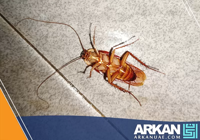 صرصور داخل أرضية منزل يوضح خدمة شركة مكافحة صراصير في الشارقة للقضاء على الصراصير من الجذور بأساليب احترافية.