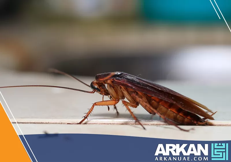 صرصور داخل مساحة داخلية يعكس دور شركه مكافحه صراصير في الشارقه في معالجة انتشار الصراصير بطرق دقيقة وآمنة.