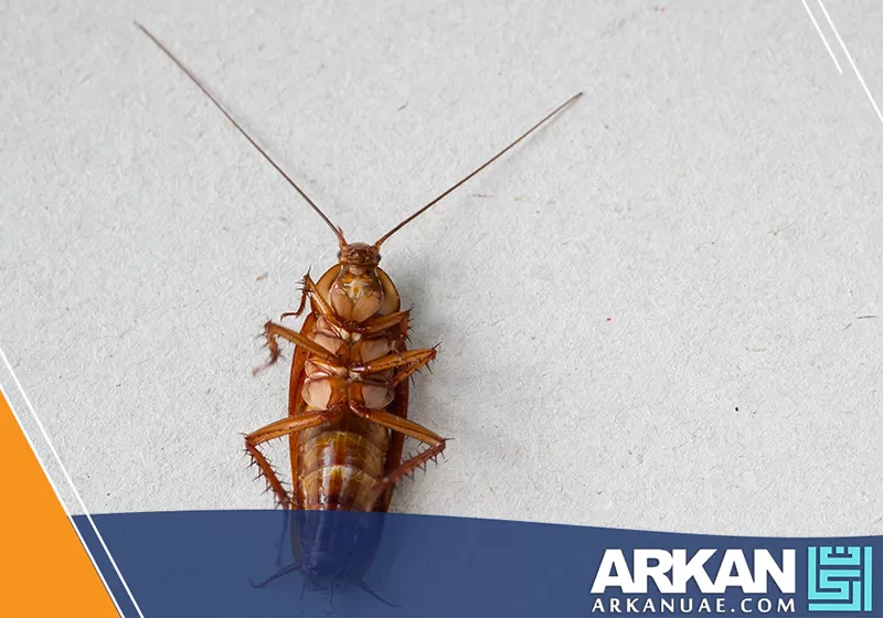 صرصور داخل مساحة داخلية يوضح دور شركة مكافحة حشرات في الشارقة في القضاء على الصراصير ومنع انتشارها.